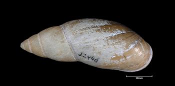 Media type: image;   Malacology 86018 Aspect: dorsal